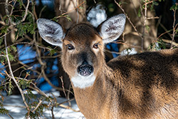 Photo Cerf de Virginie
